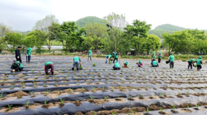 김천 대항면 새마을남녀협의회, 행복텃밭 농원 조성