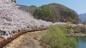 사계절 내내 즐길거리 가득한 봉화! 2025 경북방문의 해 맞아 새로운 봉화관광의 시대로 도약