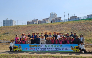 칠곡군, 꿀벌살리기 왜성 해바라기 파종 행사 개최