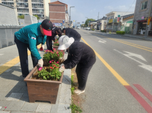성주군 “ 초전면 시가지, 제라늄 꽃길로 물들다 ”