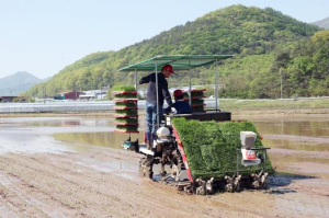 상주쌀 `미소진품`, 첫 모내기 실시