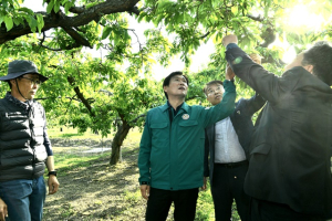 조현일 경산시장, 저온‧서리 피해 농가 현장 방문