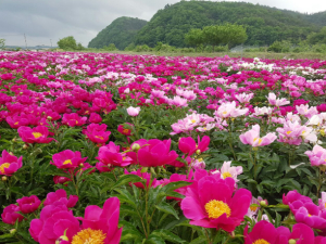 영천시 작약, 2022년 농림축산식품부 공모사업 10억 선정!