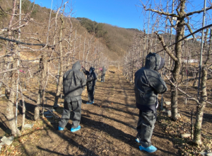 의성군, 과수화상병 예방 위한 동계예찰 추진