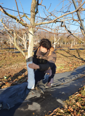 경북농기원, 떫은감 동해 피해 없도록 사전대비 해야