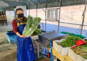 경산시, 발백산 맑은 공기와 함께하는 친환경 육동마을 미나리