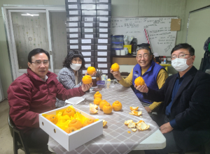 경북농기원, 고령 한라봉...설명절 선물로 안성맞춤