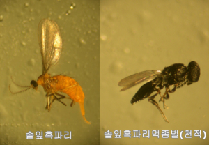경상북도, 소나무야 나만 믿어! 솔잎혹파리 천적 특공대 출동!