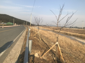경주시 월성동, 동남산 가는 길 단풍나무 가로수길 조성