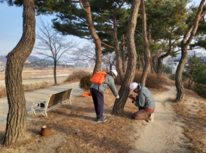 영주시, 가로수에 예방주사 놓는다