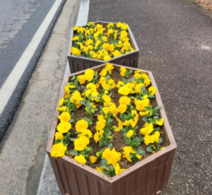 ‘봄이 왔어요’…영주시, 봄꽃으로 시가지 새 단장