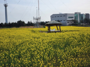 포항시 호미곶 경관농업 단지 봄을 알리는 유채꽃 개화