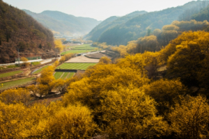 의성 산수유마을에 봄이 왔어요!