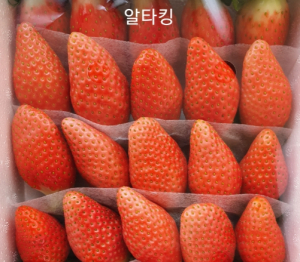 경북 청년농업인이 키운 딸기, 세계시장 포문 연다!