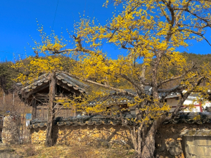 “지금 봉화는 노란 산수유 꽃이 한 가득”
