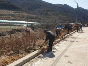 영덕군 지품면 기사리 주민들, 봄맞이 꽃길 조성