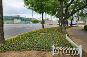 경주시 보덕동, 천군네거리 등 봄꽃으로 새 단장