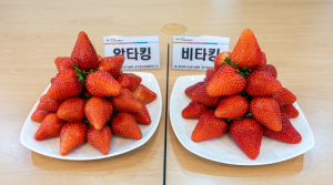 경북도, 수출용 고품질 딸기 신품종 농가 보급 확대