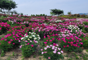 경산시, 삼성현역사문화공원 봄꽃의 향연을 수놓다