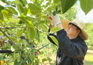 청송군 공무원들, 일손부족 농가 일손돕기 나서~
