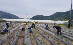 성주군, 농업기술센터 시범포 무병묘 고구마 이식