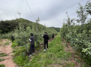 영덕군 안전재난건설과, 영농철 맞이 농촌 일손돕기 나서