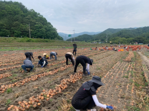 김천시 농업정책과, 농촌 일손 돕기 팔다리 걷었다