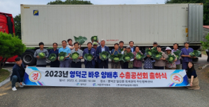 영덕군, 봄배추 대체 작물로 양배추 수확 한창
