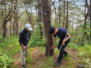 봉화군, 솔잎혹파리 방제사업 실시