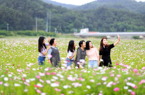 울진군 평해읍, 생태하천 코스모스 경관 조성