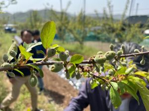 경주시, 이상기온 농작물 피해 농가 특별 지원책 마련