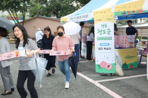 ‘청도 복숭아’ 대구 시민 입맛 사로잡아