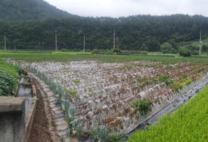 영양군, 장마기 고추재배 현장관리지도