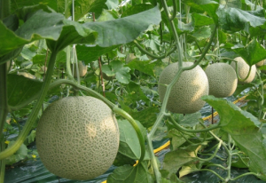 경주 멜론, 홍콩 첫 수출길 올라