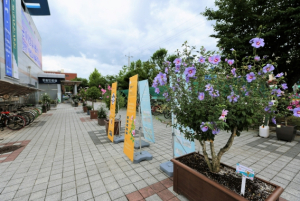 상주시 2023년 경상북도 무궁화 우수분화 품평회, 2회 연속 수상