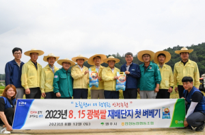 ‘추석엔 햅쌀’…영주시, ‘8∙15 광복쌀’ 재배단지 첫 벼베기