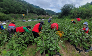 영양군여성단체협의회, 농촌일손돕기 지원