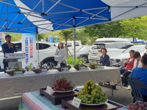 구미시, 금오산에서 다양한 유럽종 포도를 맛보세요