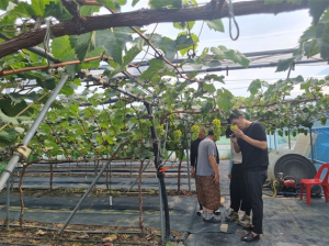 경산 샤인머스캣 명예회복 나서, 품질관리단 운영