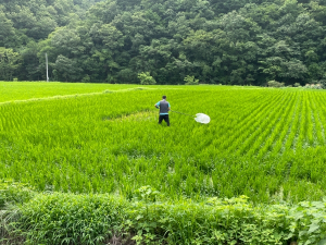 영덕군, 혹명나방·흰등멸구 확산에 적기 방제 당부