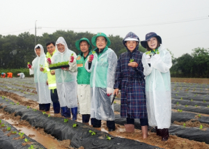 영천시새마을부녀회, 어려운 이웃 위한 김장 나눔용 배추 모종 식재