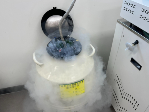 ˝쓰는 한우정액 버리지 말고 바꿔 가세요˝ 예천군농업기술센터 한우유전자원관리실 사업 실시