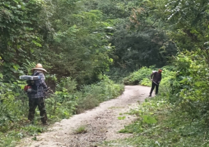 영덕군, 추석맞이 임도 풀베기 작업 시행