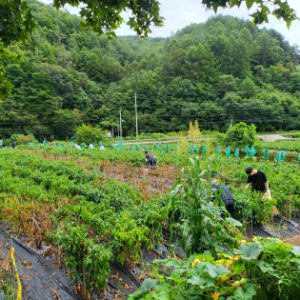 영양경찰서, 영양읍 농촌 일손돕기 실시