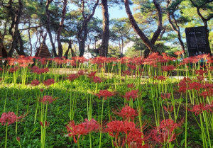 경산시, 삼성현역사문화공원의 사랑을 이루어주는 꽃무릇동산