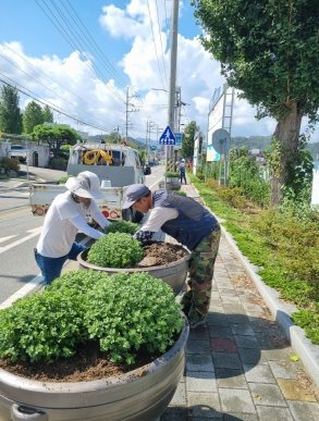 성주군 월항면! 가을맞이 국화 꽃길 조성