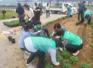 청도읍, 새마을3단체와 직원들 함께 가을을 심다!