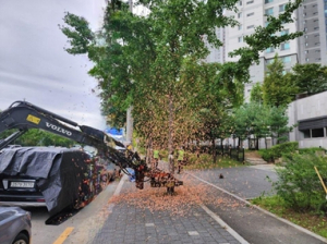 경산시, 적극 민원 해결을 위한 은행나무 가로수 열매 제거 실시