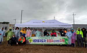 새마을지도자포항시협의회, 휴경지 고구마 수확 활동 전개