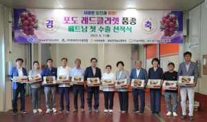 경북도 육성 포도 신품종, 한류 바람 타고 세계로!